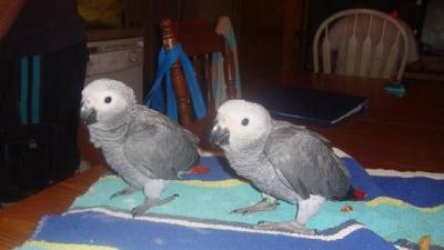 Super friendly african grey for sale.