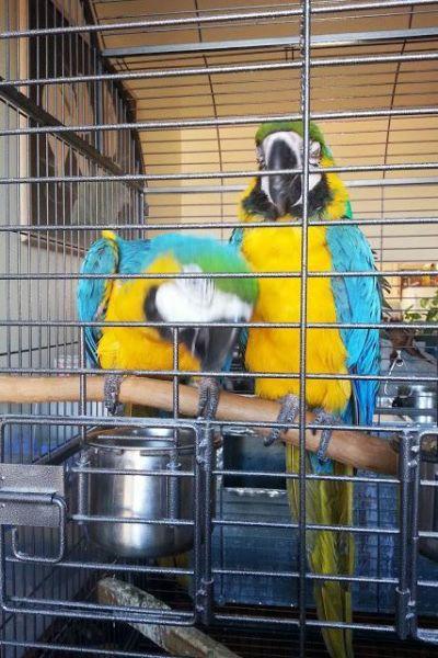 tame and talking blue and gold macaw parrots for sale