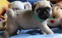 happy, healthy pug puppies KC registered for sale